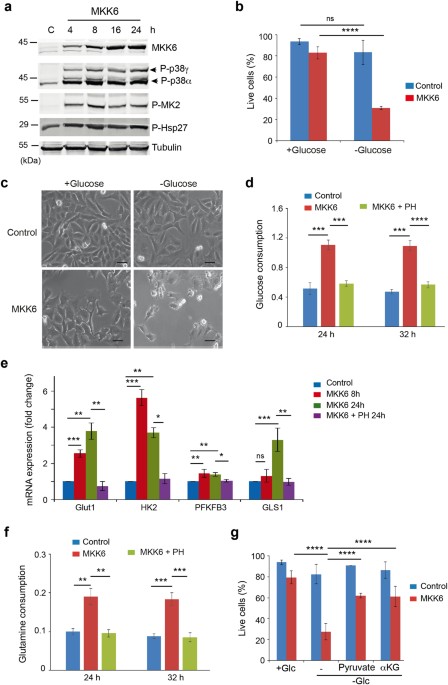 Induction Of Oxidative Metabolism By The P38a Mk2 Pathway