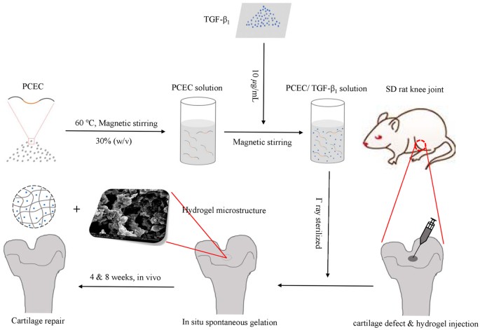 Injectable And Thermosensitive Tgf β1 Loaded Pcec Hydrogel - 