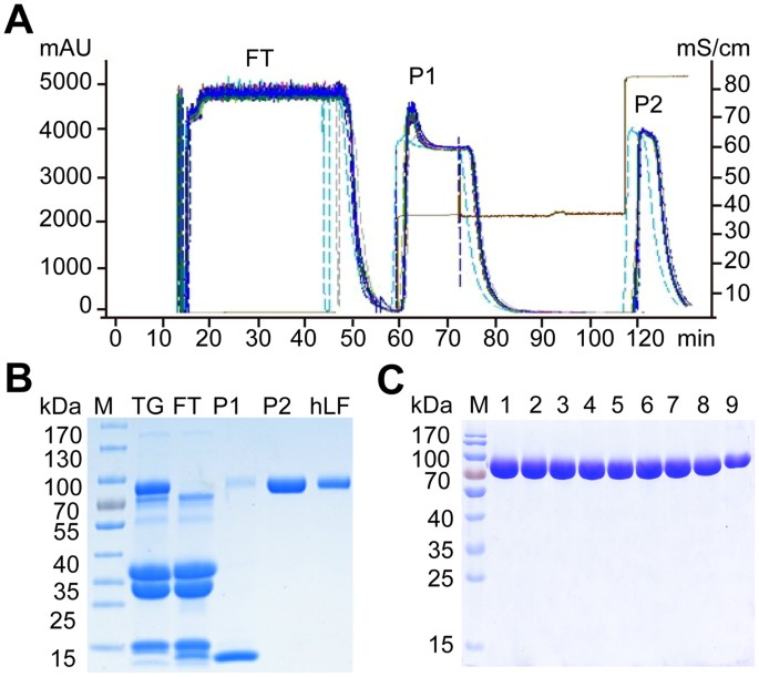 Largescale production of human lactoferrin from high
