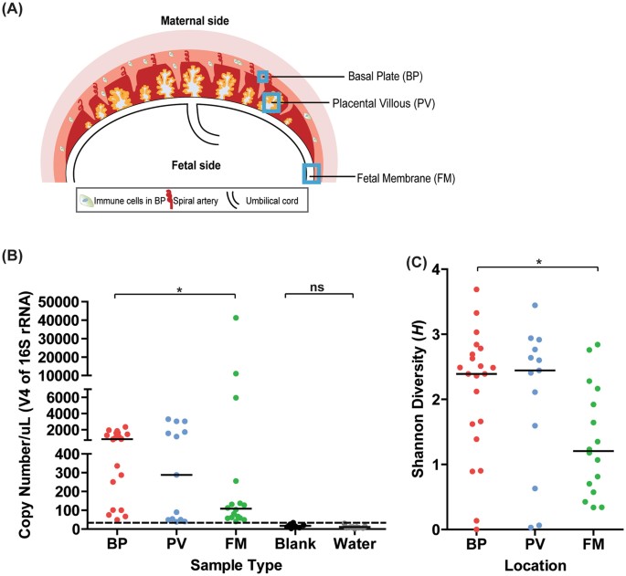 Microbial Communities In Placentas From Term Normal Pregnancy Exhibit Spatially Variable Profiles Scientific Reports