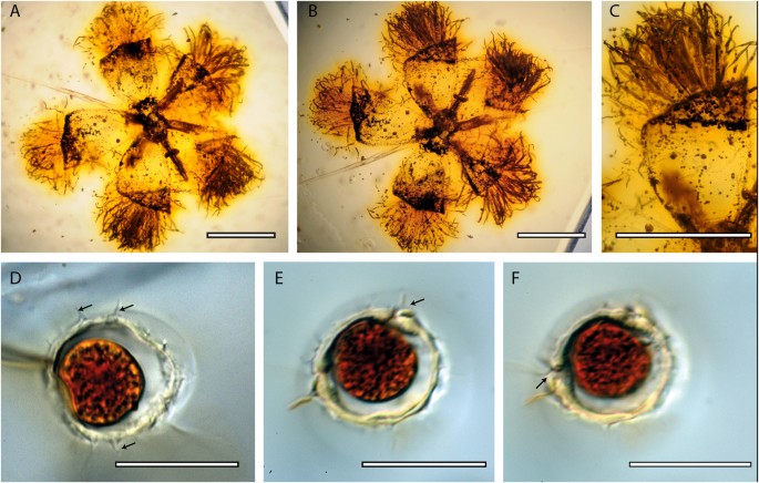The largest amber-preserved flower revisited