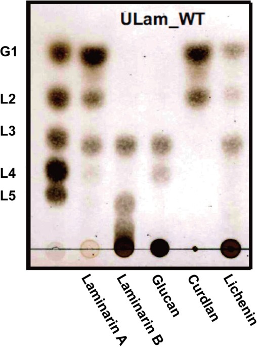 Laminarinase From Flavobacterium Sp Reveals The Structural Basis Of laminarinase-from-flavobacterium-sp-reveals-the-structural-basis-of