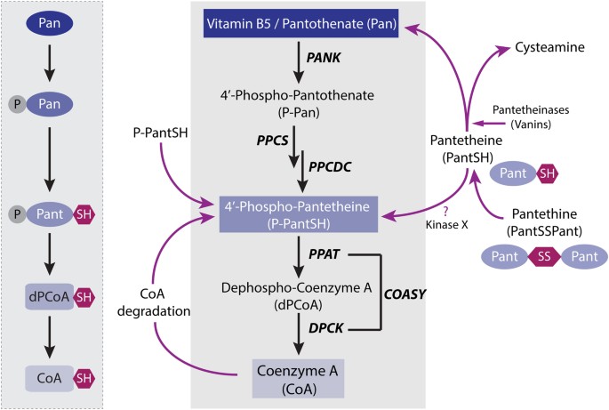 pantethine and acetyl l carnitine Acetyl-4′-phosphopantetheine is stable in serum prevents phenotypes induced by pantothenate kinase deficiency 胶原蛋白类型1-2-3 搭配谷胱甘肽和透明质酸- 90 片– custom_you_may_also_like Weight:1.79 KG