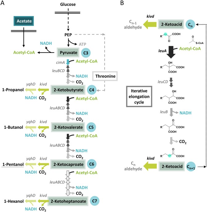 Saturated mutagenesis of ketoisovalerate decarboxylase v461 enabled specific synthesis of 1-pentanol via the ketoacid elongation cycle