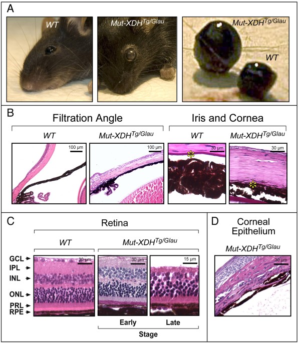 Generation of a new mouse model of characterized by reduced