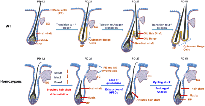 Desmogleins 1 and 3 in the Companion Layer Anchor Mouse Anagen Hair to the  Follicle - ScienceDirect