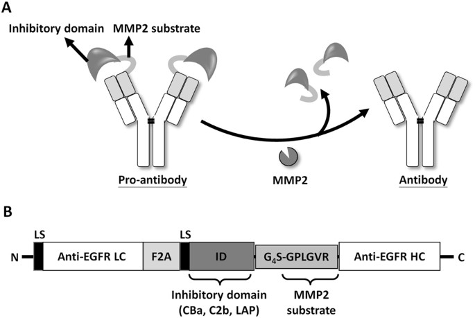 Selective antibody activation through protease-activated pro-antibodies  that mask binding sites with inhibitory domains | Scientific Reports