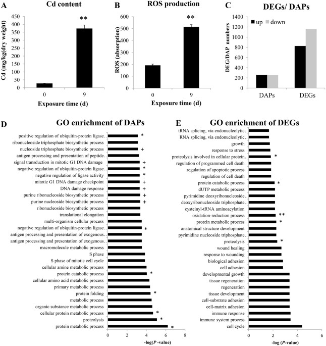 Cadmium effects on dna and protein metabolism in oyster (crassostrea gigas) revealed by proteomic analyses