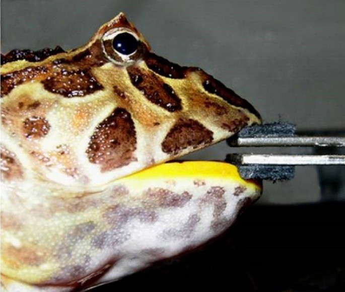 Bite force in the horned frog (Ceratophrys cranwelli) with implications for extinct giant frogs | Scientific Reports Bite force in the horned frog (Ceratophrys cranwelli) with implications for extinct giant frogs | Scientific Reports