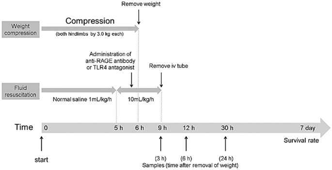 Therapeutic effectiveness of anti-rage antibody administration in a rat model of crush injury