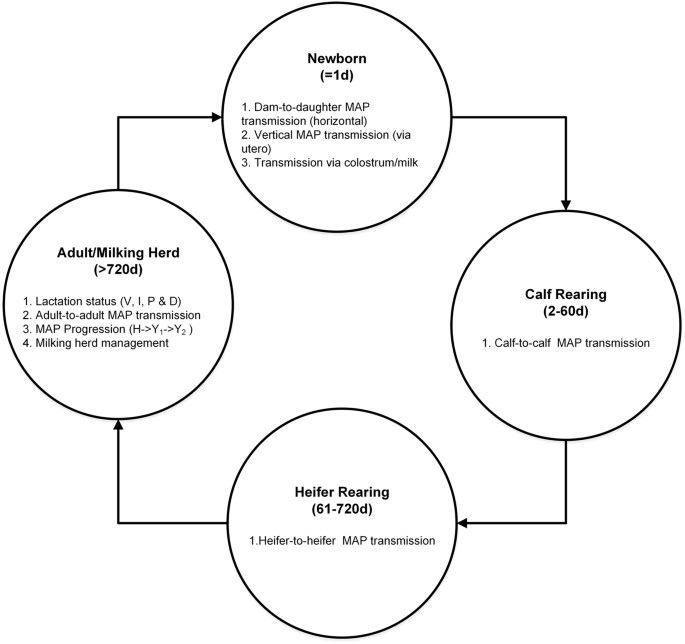 Use Of An Individual Based Model To Control Transmission Pathways Of Mycobacterium Avium Subsp P Aratuberculosis Infection In Cattle Herds Scientific Reports