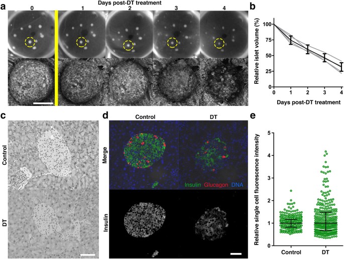 of functional beta cell mass decay in a diphtheria toxin receptor mouse model of