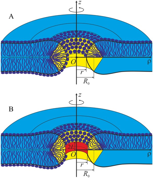 Pore Formation In Lipid Membrane I Continuous Reversible Trajectory From Intact Bilayer Through Hydrophobic Defect To Transversal Pore Scientific Reports