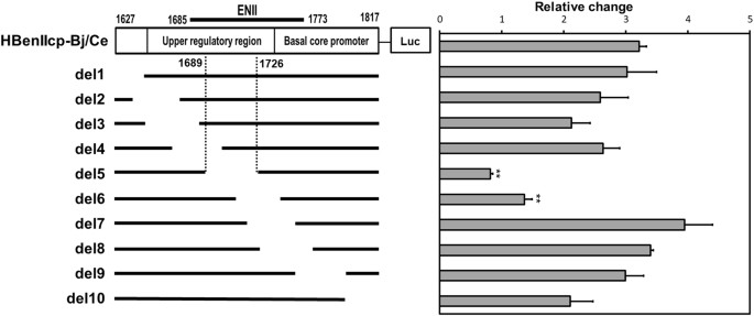 Hepatitis B virus, Involvement of PUF60 in Transcriptional and Post-transcriptional Regulation of Hepatitis B Virus Pregenomic RNA Expression