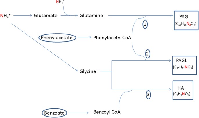 Phenyl acetate, Endogenous Metabolite