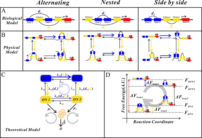 The Free Energy Cost Of Interaction Between DNA Loops