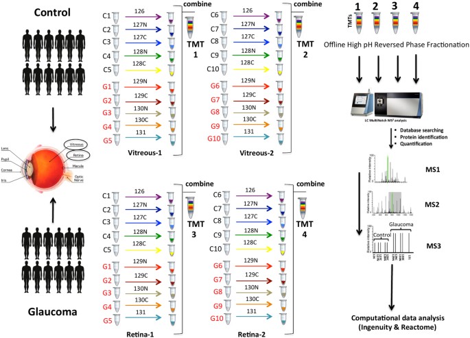 Age Related Neurodegenerative Disease Associated Pathways Identified In Retinal And Vitreous Proteome From Human Glaucoma Eyes Scientific Reports