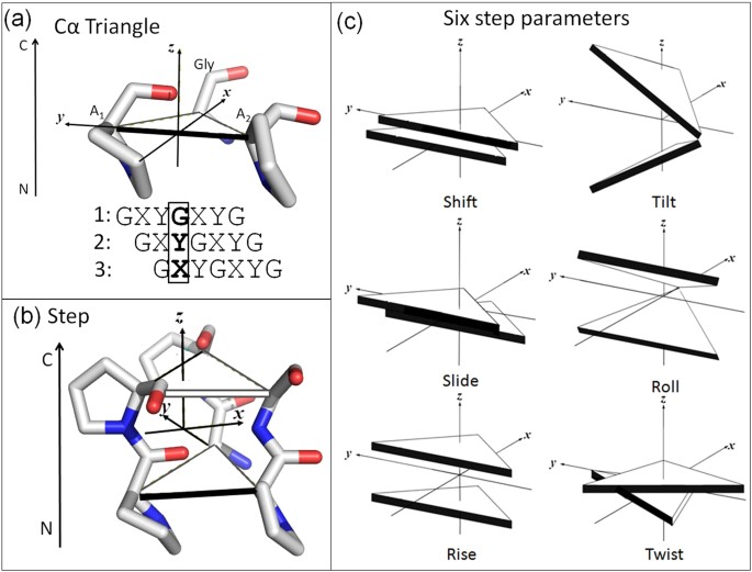 Parallels Between Dna And Collagen Comparing Elastic Models Of The Defining Geometric Parameters Of A Collagen Triple Helical Step The Reference Frame Cα Triangle See Methods For Details