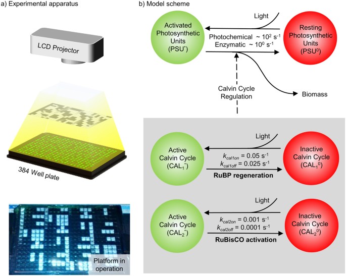 A Penalty On Photosynthetic Growth In Fluctuating Light Scientific Reports