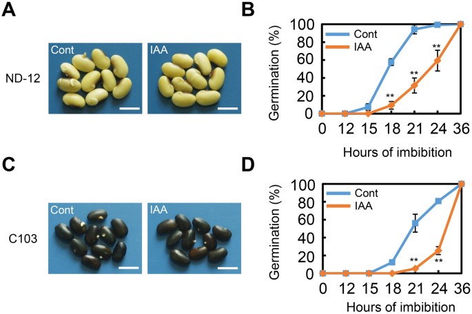 Exogenous Auxin Represses Soybean Seed Germination Through Decreasing The Gibberellin Abscisic Acid Ga Aba Ratio Scientific Reports Exogenous Auxin Represses Soybean Seed Germination Through Decreasing The Gibberellin Abscisic Acid Ga Aba Ratio Scientific Reports