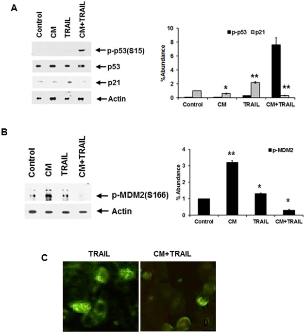 TNFSF10, N-terminal gelsolin fragment potentiates TRAIL mediated death in resistant hepatoma cells