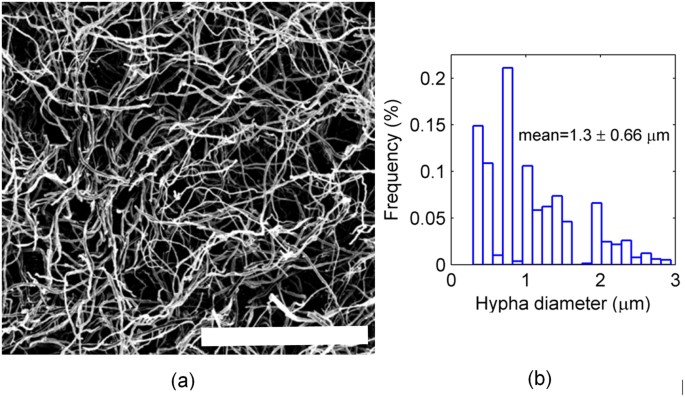 morphology and mechanics of fungal mycelium scientific reports mycelial form