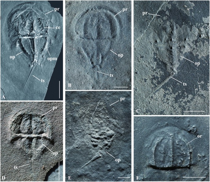 Exceptional appendage and soft-tissue preservation in a Middle Triassic horseshoe  crab from SW China | Scientific Reports