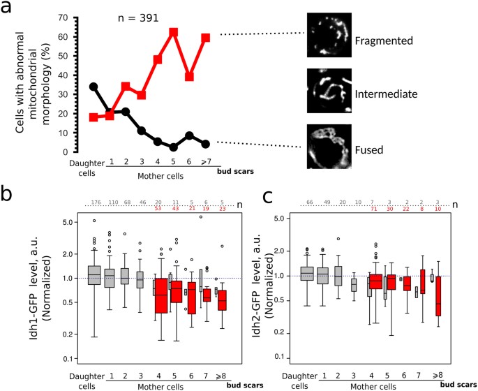 The Contribution Of Saccharomyces Cerevisiae Replicative Age To The
