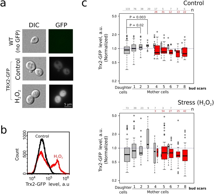 The Contribution Of Saccharomyces Cerevisiae Replicative Age To The