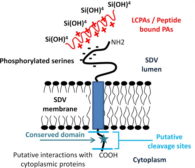 Characterization of a New Protein Family Associated With the Silica  Deposition Vesicle Membrane Enables Genetic Manipulation of Diatom Silica