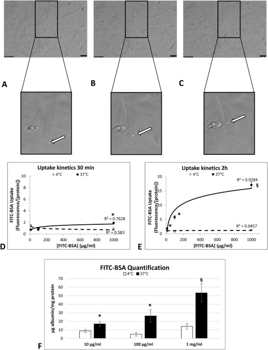 Albumin Uptake In Human Podocytes A Possible Role For The Cubilin Amnionless Cubam Complex Scientific Reports