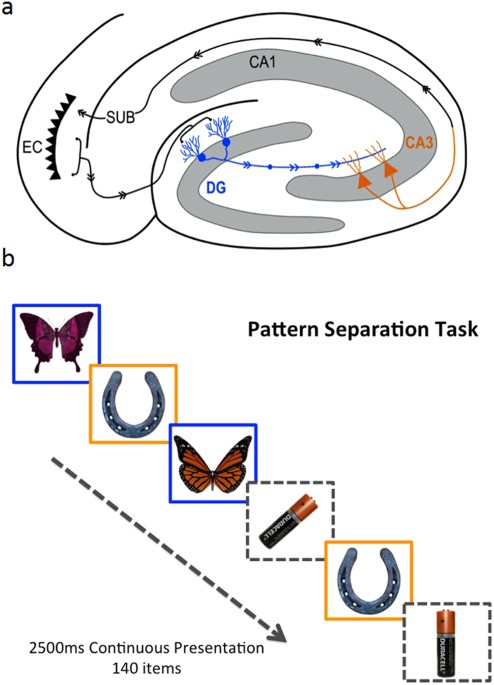 The impact of ageing reveals distinct roles for human dentate gyrus and CA3 in pattern separation and object recognition memory... 