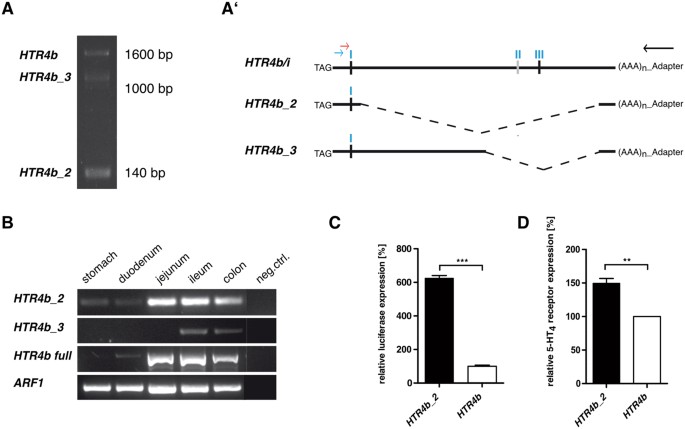 irritable bowel syndrome, miR-16 and miR-103 impact 5-HT4 receptor signalling and correlate with symptom profile in irritable bowel syndrome