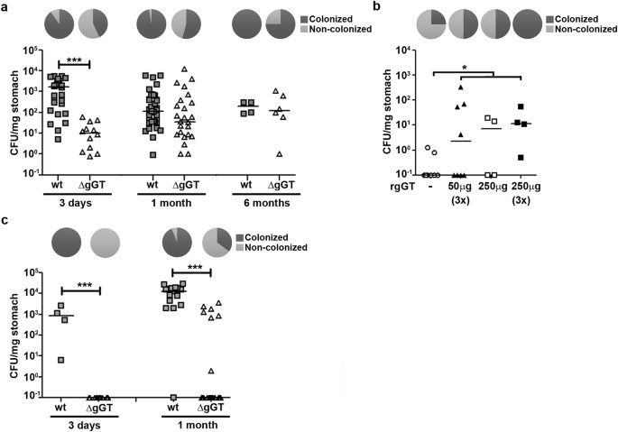 Helicobacter Pylori G Glutamyl Transferase Contributes To Colonization And Differential Recruitment Of T Cells During Persistence Scientific Reports