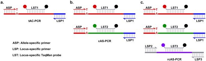 Improved Detection Of Braf V600e Using Allele Specific Pcr Coupled With External And Internal Controllers Scientific Reports