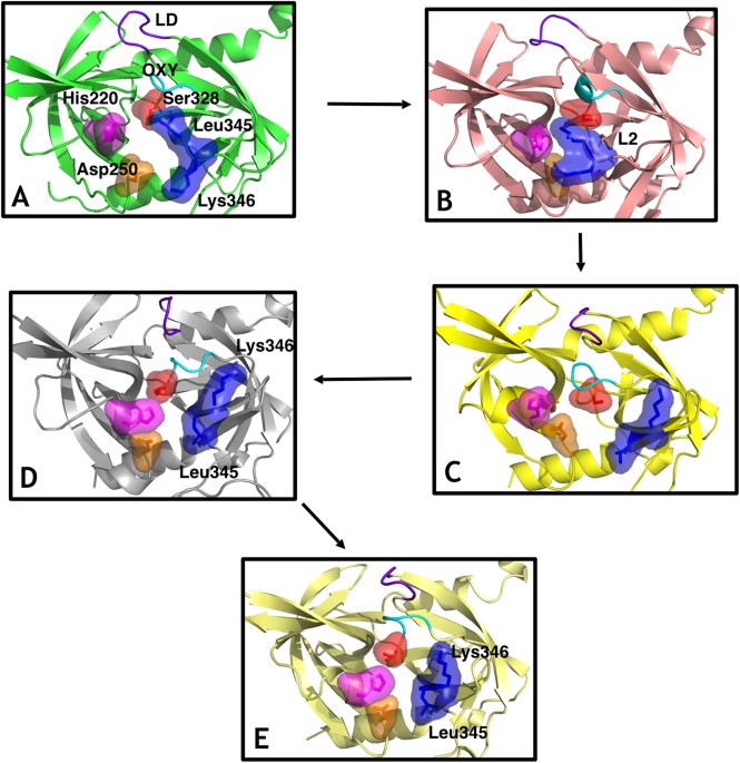 HtrA1 activation is driven by an allosteric mechanism of inter-monomer communication | Scientific Re