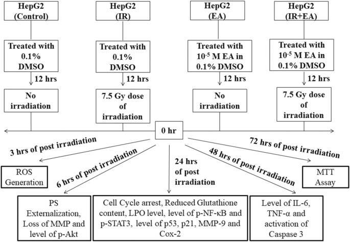 kb glutathione dosage Radiosensitizing effect of ellagic acid on growth of Hepatocellular carcinoma cells: an in vitro study MoxyVites Liposomal Glutathione 500mg, skin antioxidant Size:75 gm