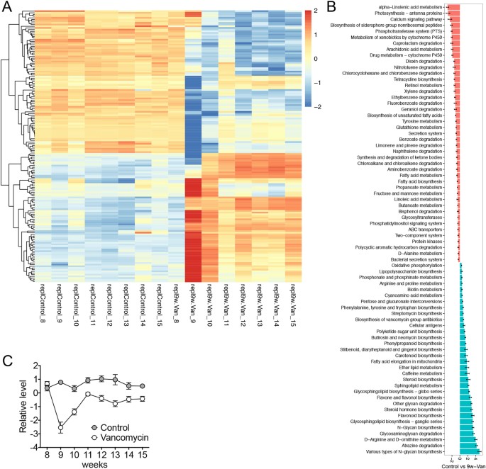 Antibiotics ameliorate lupus-like symptoms in mice | Scientific Reports
