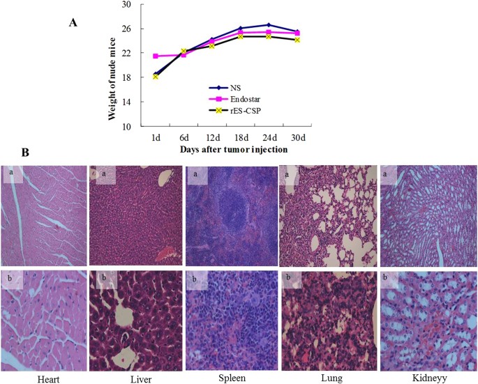 Antitumor activities of Liver-targeting peptide modified Recombinant ...