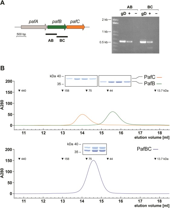Mycobacterium smegmatis pafbc is involved in regulation of dna damage response