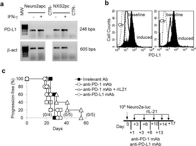 Combined Immunotherapy With Anti Pdl 1 Pd 1 And Anti Cd4 Antibodies Cures Syngeneic Disseminated Neuroblastoma Scientific Reports