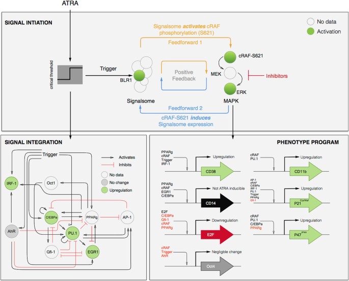 An effective model of the retinoic acid induced hl-60 differentiation program