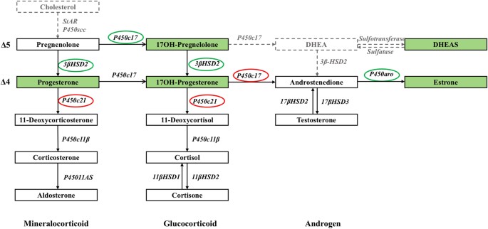 Steroid Hormone Profiling In Obese And Nonobese Women With Polycystic Ovary Syndrome Scientific Reports Steroid Hormone Profiling In Obese And Nonobese Women With Polycystic Ovary Syndrome Scientific Reports