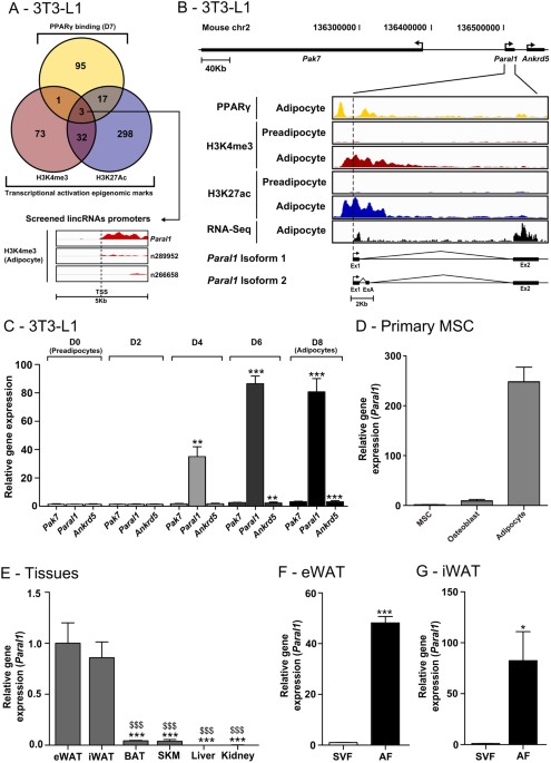 adipocyte, The RBM14/CoAA-interacting, long intergenic non-coding RNA Paral1 regulates adipogenesis and coactivates the nuclear receptor PPARγ
