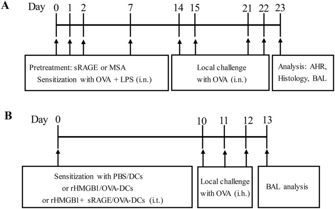 Comparison of AdaSVRG against SVRG variants, SVRG-BB and SARAH