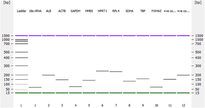 Reference Gene Selection For Gene Expression Study In Shell Gland And Spleen Of Laying Hens Challenged With Infectious Bronchitis Virus Scientific Reports