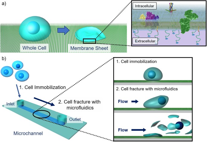 microfluidic preparation of anchored cell membrane sheets for in