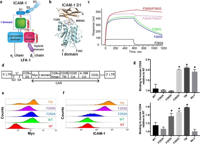 Micromolar Affinity Car T Cells To Icam 1 Achieves Rapid Tumor