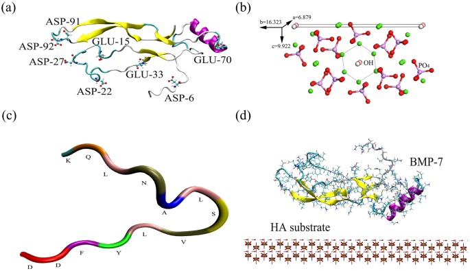 Effects Of Atomic Level Nano Structured Hydroxyapatite On -