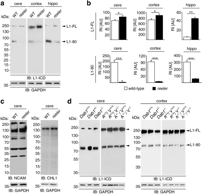 Proteolytic Cleavage Of Transmembrane Cell Adhesion Molecule L1 By Extracellular Matrix Molecule Reelin Is Important For Mouse Brain Development Scientific Reports